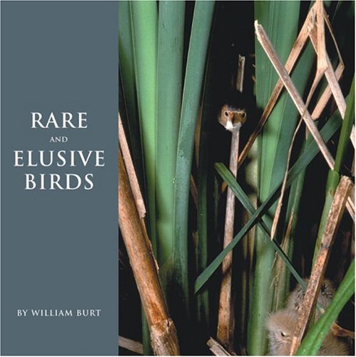 Book cover for Rare and Elusive Birds