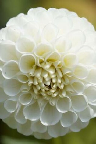 Cover of White Dahlia Blooming, for the Love of Nature