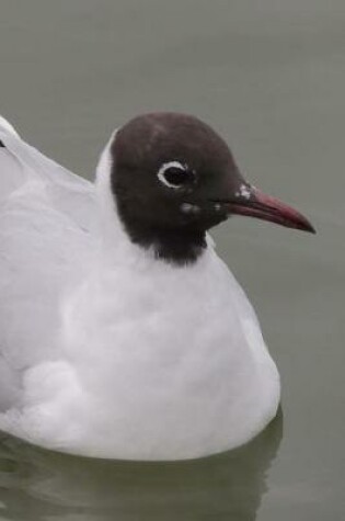 Cover of Bonaparte's Gull Journal (Larus Philadelphia)