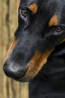 Book cover for Beauceron Dog Close Up Journal