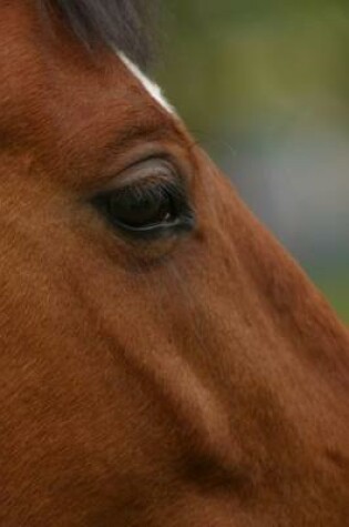 Cover of 2020 Daily Planner Horse Photo Equine Bay Horse Closeup 388 Pages