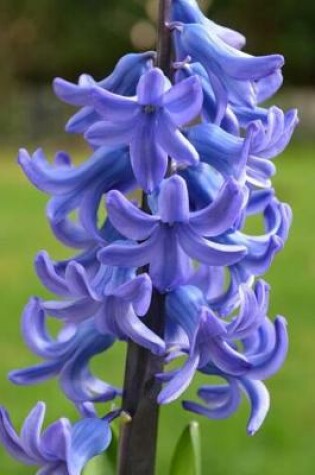 Cover of Blue Hyacinth Flower Stalk Journal