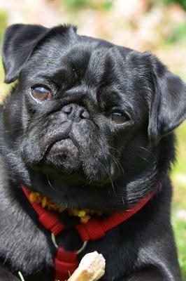 Book cover for A Pug in the Grass Holding a Bone Journal