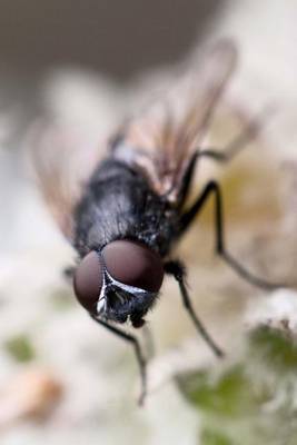 Book cover for A Single Fly, for the Love of Bugs