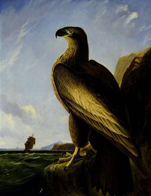 Book cover for Washington Sea Eagle, John James Audubon. Ruled Journal