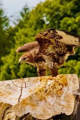 Cover of African Fish Eagle Perched on a Log