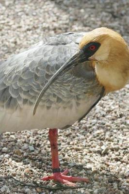 Book cover for Cool Black Faced Ibis on the Ground Journal