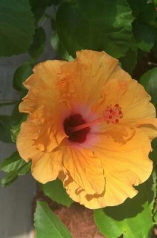 Cover of Beautiful Single Orange Hibiscus