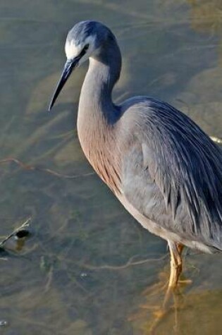 Cover of White Faced Heron, Birds of the World