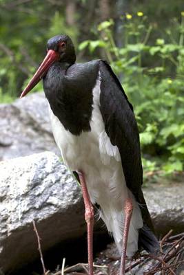 Book cover for Black and White Stork Bird Journal