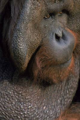 Book cover for A Portrait of an Orangutan, for the Love of Animals