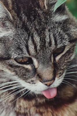 Book cover for American Wirehair Cat Sticks Out Its Tongue Journal