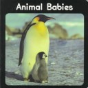 Book cover for Animal Babies