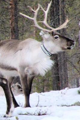 Book cover for Adult Reindeer in the Snow Lapland Journal