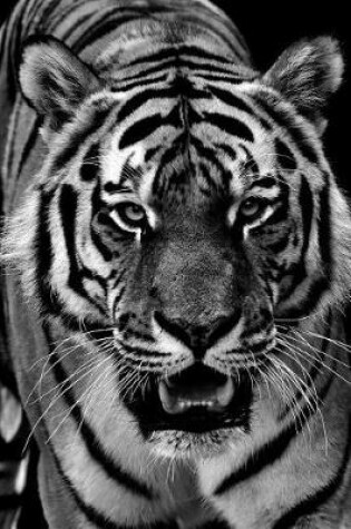 Cover of A Tiger Coming for You in Black and White Journal