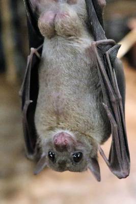 Book cover for A Fruit Bat Just Hanging Around