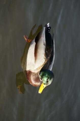 Cover of Drake Mallard on the Water, Birds of the World