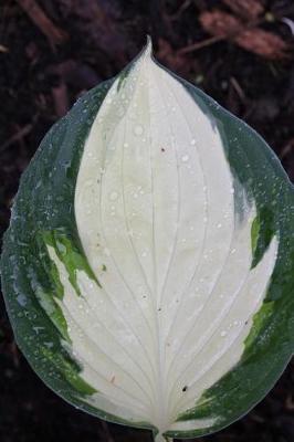 Book cover for A Bright Green and White Hosta Leaf Foliage Journal