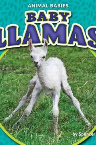 Cover of Baby Llamas