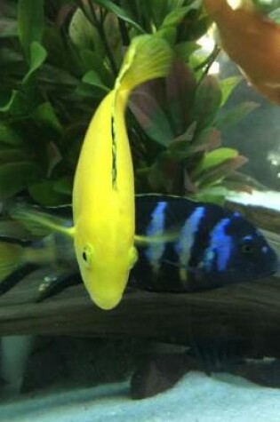 Cover of Yellow Labidochromis Caeruleus African Cichlid Aquarium Journal