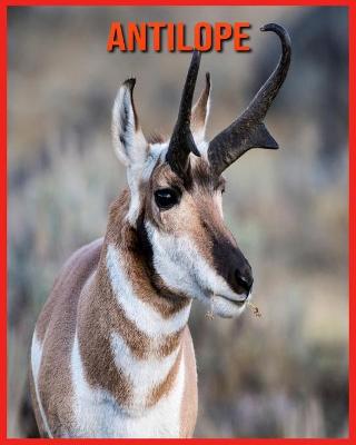 Book cover for Antilope