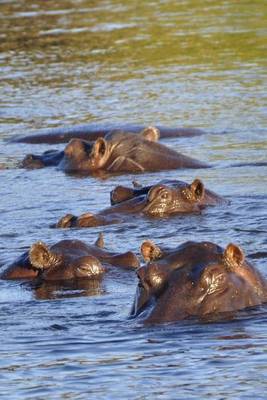 Book cover for Hippos in the River African Animal Journal