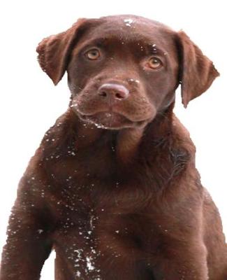 Book cover for School Composition Book Chocolate Labrador Retriever Puppy Snowflakes 200 Pages