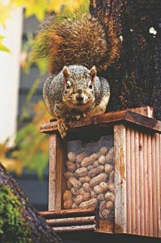 Cover of Grey Squirrel on Peanut Feeder