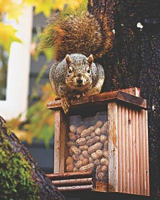 Cover of Grey Squirrel on Peanut Feeder