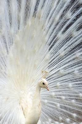 Book cover for Elegant White Peacock Journal