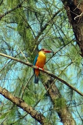 Book cover for Stork Billed Kingfisher, Birds of the World