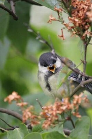 Cover of A Coal Tit Perched on a Branch, Birds of the World