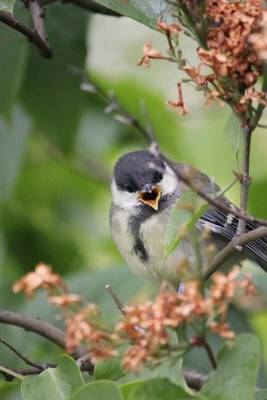 Book cover for A Coal Tit Perched on a Branch, Birds of the World