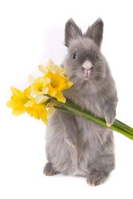 Book cover for Easter Bunny with Flowers, for the Love of Animals