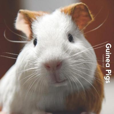 Book cover for Guinea Pig Calendar 2021