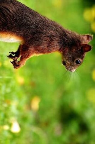 Cover of Squirrel in a Park on the Lookout Journal