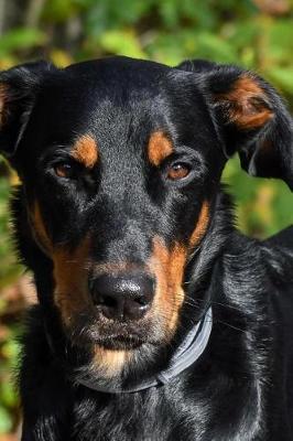 Book cover for Awesome Beauceron Dog Journal