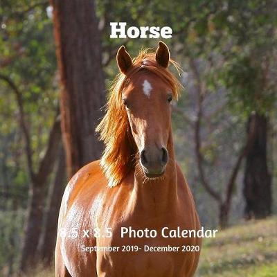 Book cover for Horses 8.5 X 8.5 Calendar September 2019 -December 2020