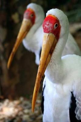 Book cover for Yellow-billed Storks (Mycteria Ibis) Journal