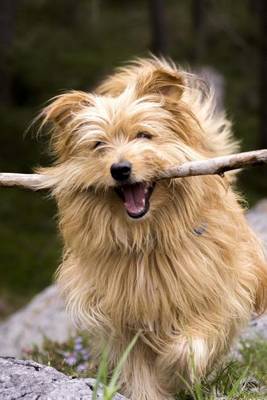 Book cover for Happy Dog with a Stick Pet Journal