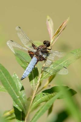 Book cover for Dragonfly on a Branch (for the Love of Nature)