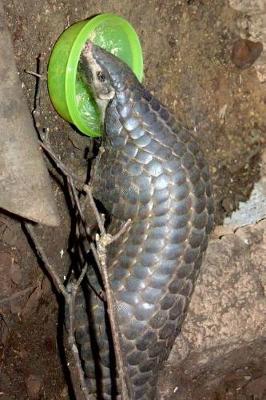 Book cover for Pangolin Eating Journal