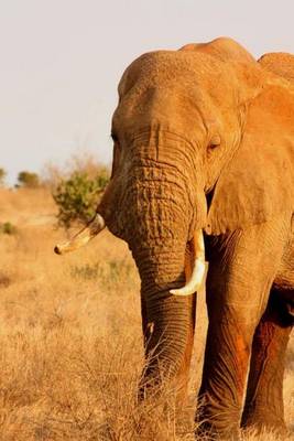 Book cover for An Elephant on the Plains of Africa, for the Love of Animals