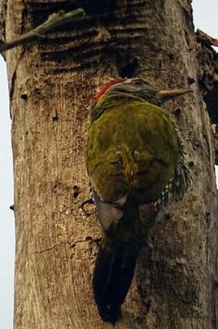 Cover of Streak Throated Woodpecker, Birds of the World