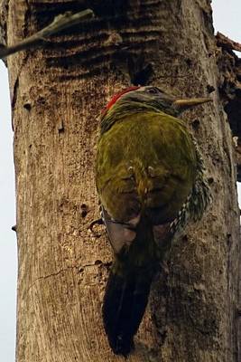 Book cover for Streak Throated Woodpecker, Birds of the World