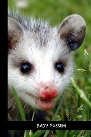 Cover of baby possum