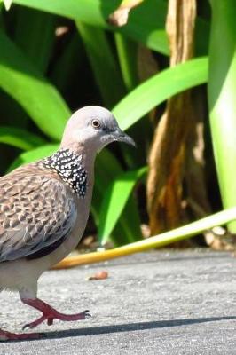 Book cover for Dancing Spotted Dove Notebook