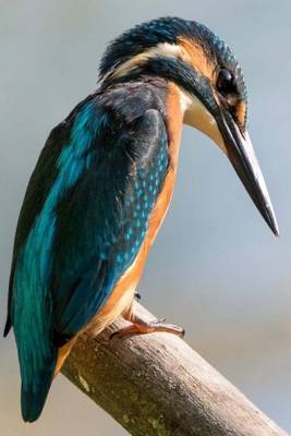 Book cover for Perched Kingfisher, Birds of the World