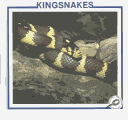 Cover of Kingsnakes
