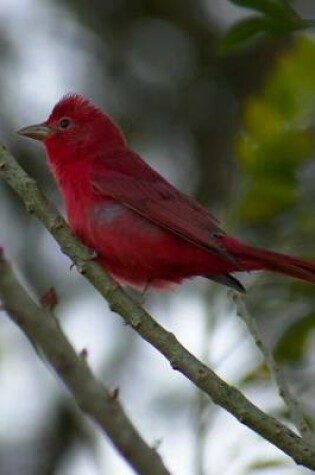 Cover of Summer Tanager (Piranga Rubra) Bird Journal